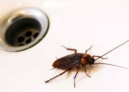 حشرات ریز دستشویی